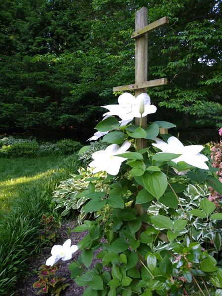 White Clematis on homemade trellis